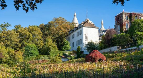 Vigne de Montmartre © Matthieu / Adobe Stock