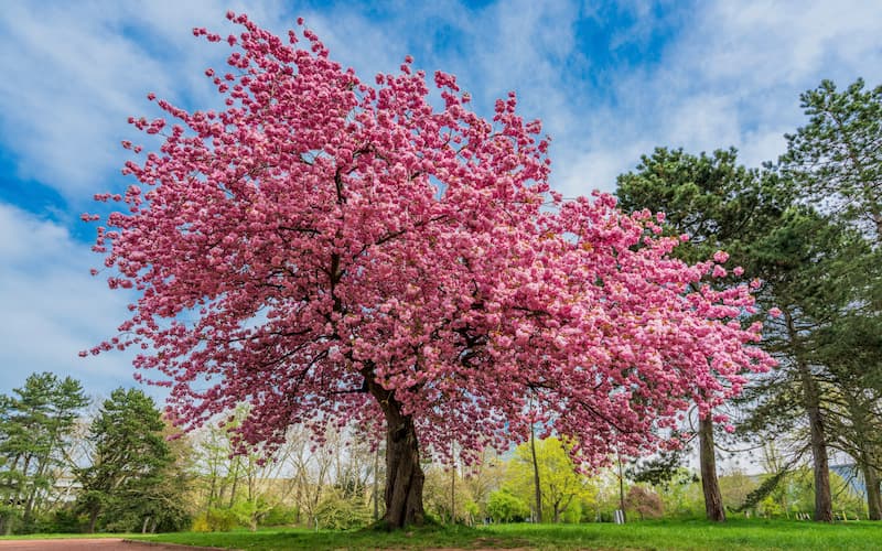 Cerisier en fleur © EwaStudio / Adobe Stock