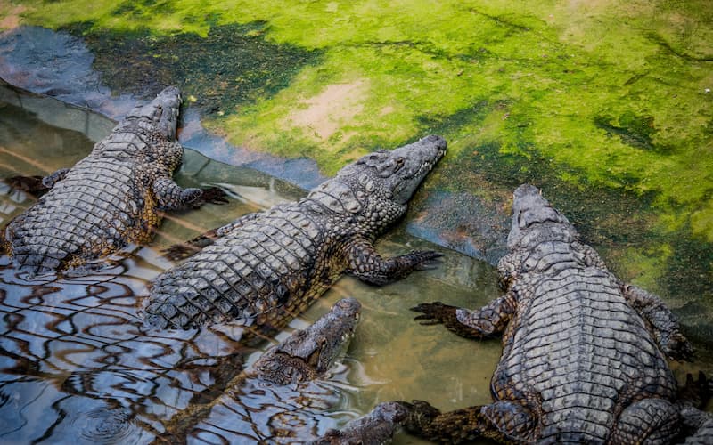 Crocodiles du Nil © Gerald Villena / Adobe Stock