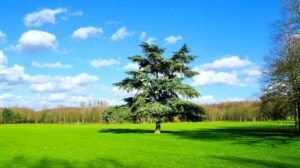 Le Parc de la Courneuve © Bruno Bleu, Adobe Stock