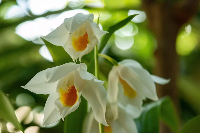 Mille & une orchidées 2024 - © MNHN - F.-G. Grandin