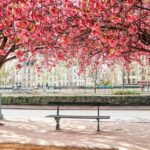 Cerisiers fleuris © OLAYOLA, Adobe Stock
