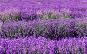 Champ de lavande © Валерия Стоганенко / Adobe Stock