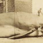Le théâtre-baleine, 1894