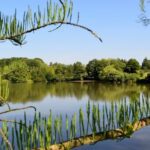 Etang de l'Arboretum de Versailles-Chèvreloup - © Site officiel de l'Arboretum