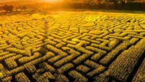 Labyrinthe de maïs