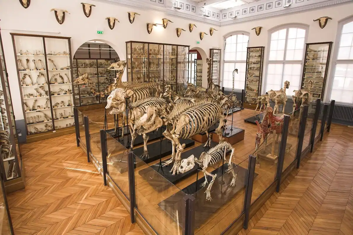 Musée Fragonard © Val-de-Marne Tourisme & Loisirs