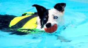 Piscine pour chiens_Centre Bel Air Park _couv © Centre Bel Air Park