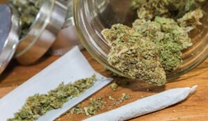 Cannabis © AdobeStock
