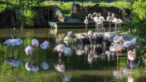 Les flamants rose - © Adobe Stock