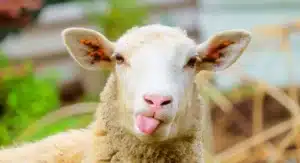 Mouton © Adobe Stock