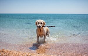 Plage chien
