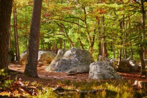 Forêt de Fontainebleau -© Deposit Photos