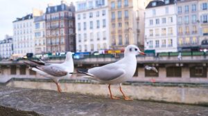 Mouettes à Paris - Adobe Stock