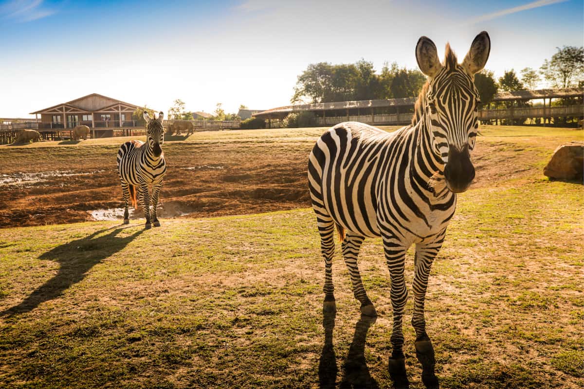 Africa Lodges plaine aux rhinocéros au Zoo de la Boissière du Doré © JC Milcendeau