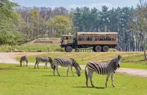 © Wow Safari Thoiry