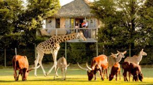 Séjour insolite au Zoo de la Boissière du Doré_Africa Lodges plaine aux girafes © JC Milcendeau