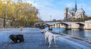 Marche des animaux © Adobe Stock