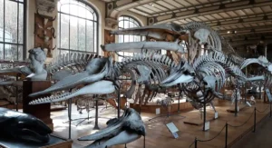 Muséum d'Histoire naturelle © Adobe Stock