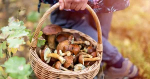 Cueillette de champignons © Isabelle Desfleurs