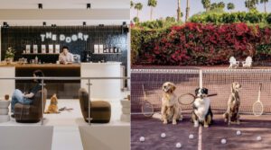 The Dogry, le premier social club pour chiens de France © The Dogry