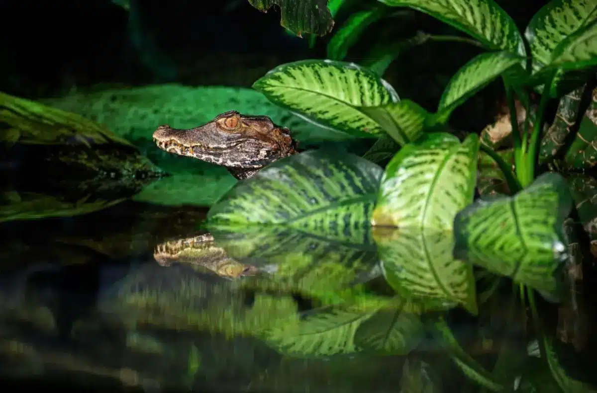 Caïman nain de Cuvier - Paleosuchus palpebrosus - © MNHN - G. Balemboy