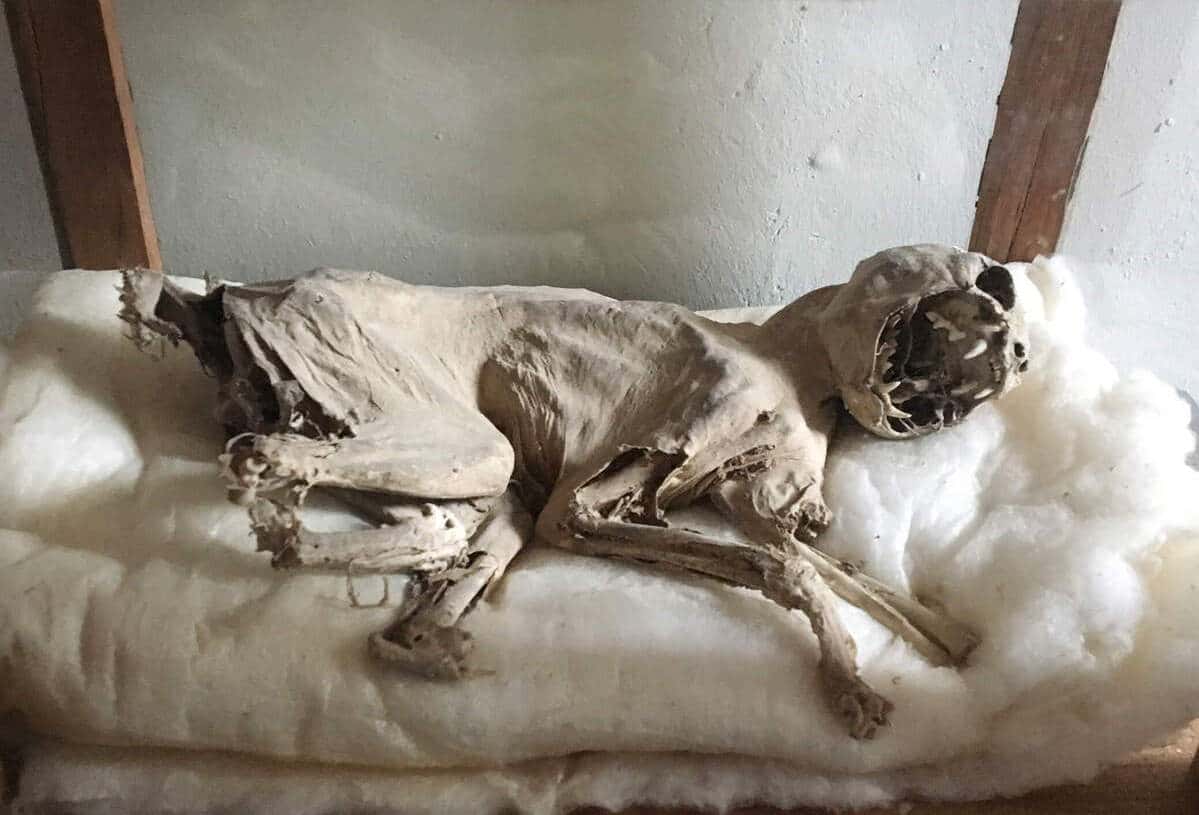 Cette momie de chat était censée protéger le château et conjurer le mauvais sort. @Lalunemauve