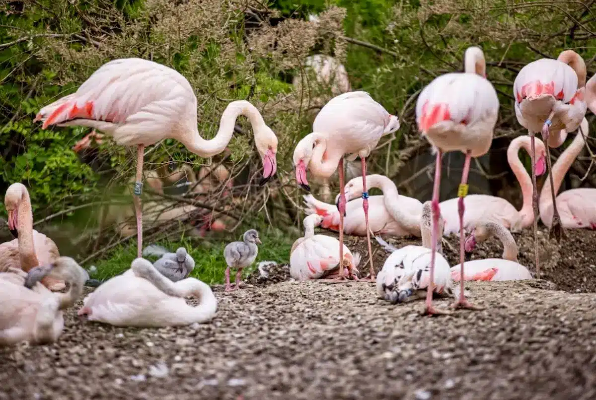 Flamand rose - Phoenicopterus roseus - © MNHN - G. Balemboy