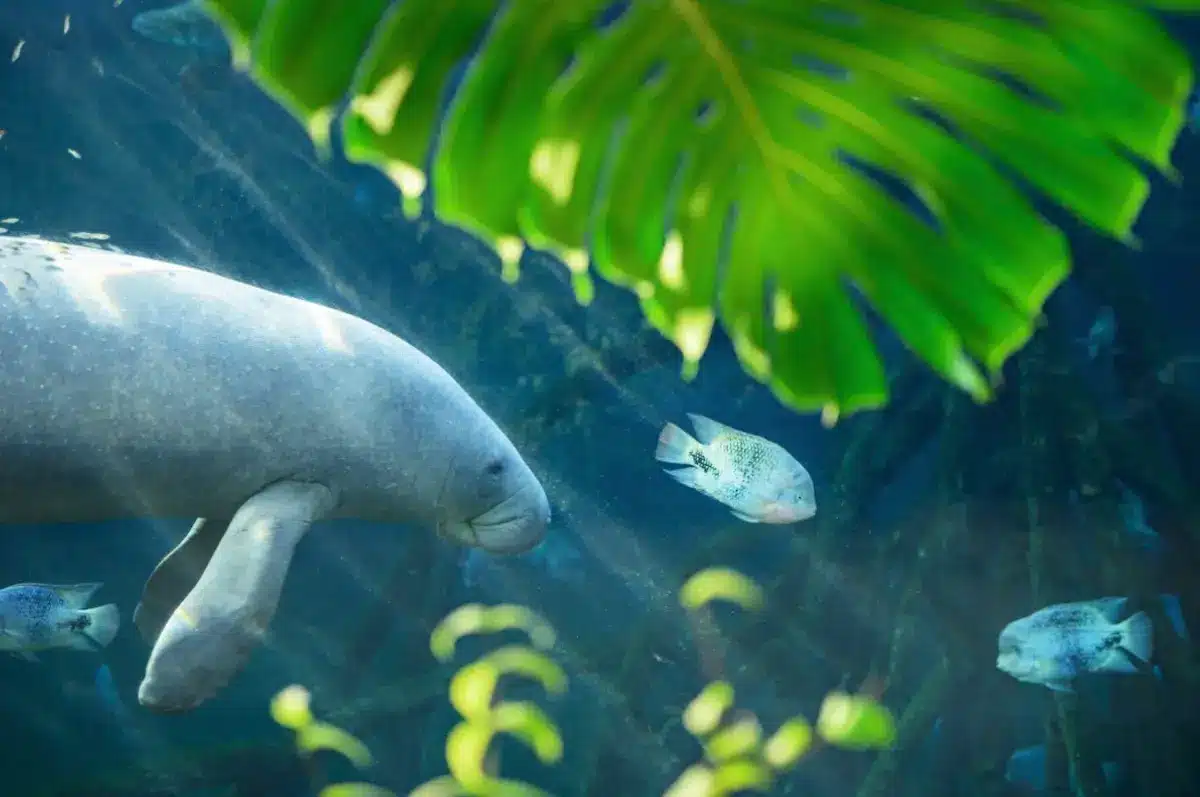 Lamantin des Antilles et feuillage © MNHN - G. Balemboy