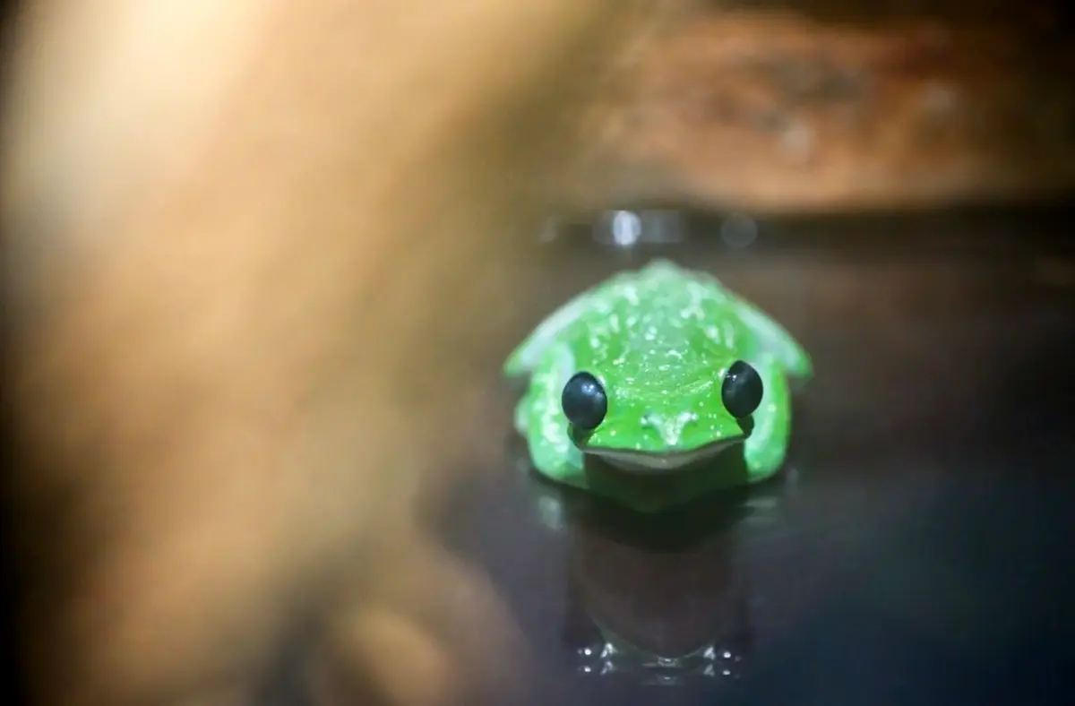 Rainette aux yeux noirs - FG9_5029 © MNHN - G. Balemboy