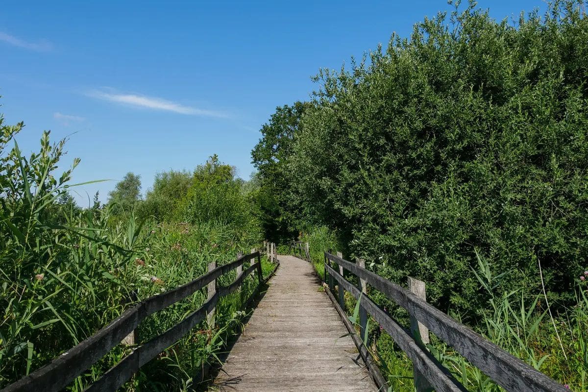 Réserve Naturelle Nationale des étangs du Romelaëre © A Chaput / Pas de Calais Tourisme - Zigzag