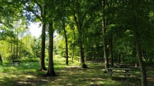 Balades en forêts près de Lille - Forêt de Phalempin © Escapades en Hauts-de-France - Zigzag