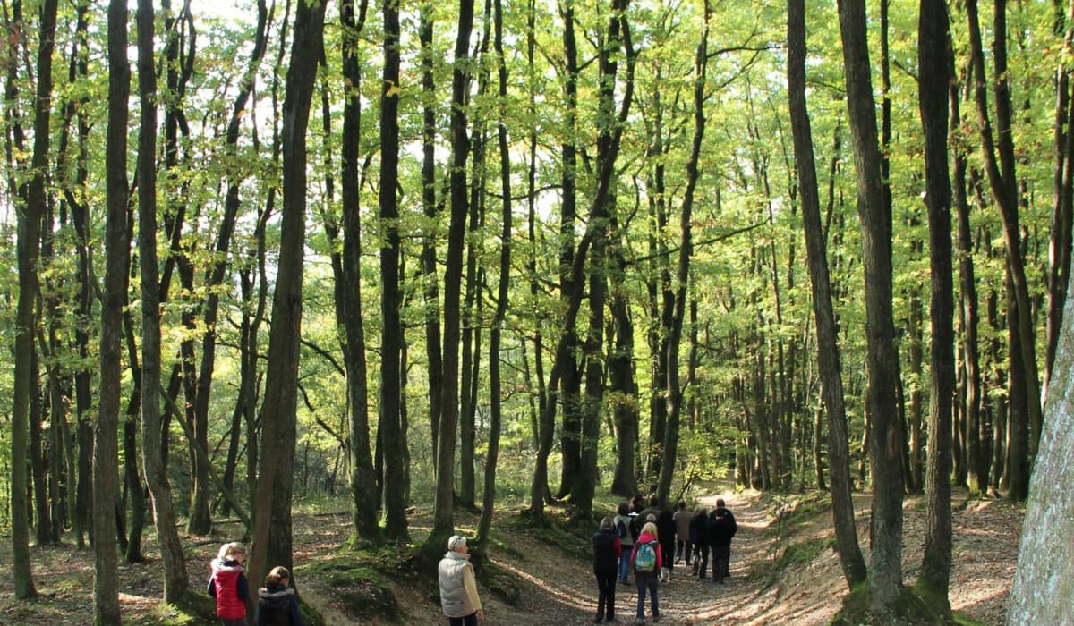 Sentier dans le bois de Serres à Écully