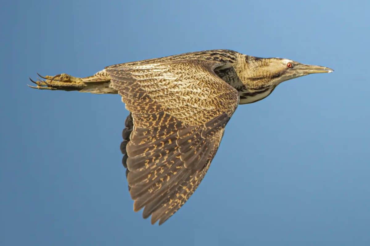 Butor étoilé, un oiseau rare observable dans la Réserve Naturelle Nationale des étangs du Romelaëre © Matthieu Marescal / Instagram - Zigzag