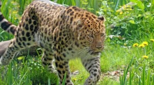 Panthère de l’Amour au Zoo des Sables aux Sables-d’Olonne
