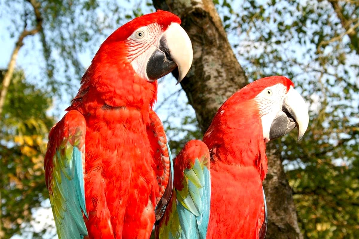 Deux aras rouges à Tropical Parc dans le Morbihan