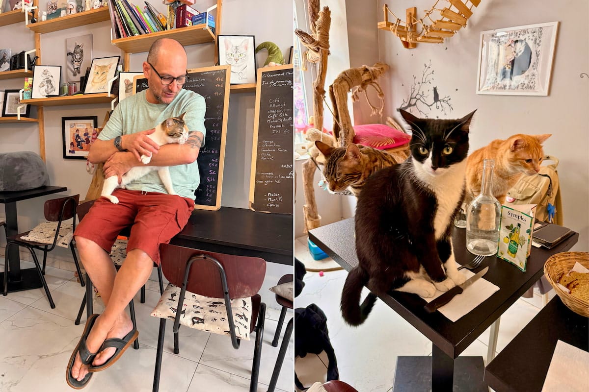 Chats et propriétaire des Chats Touilleurs à Bordeaux
