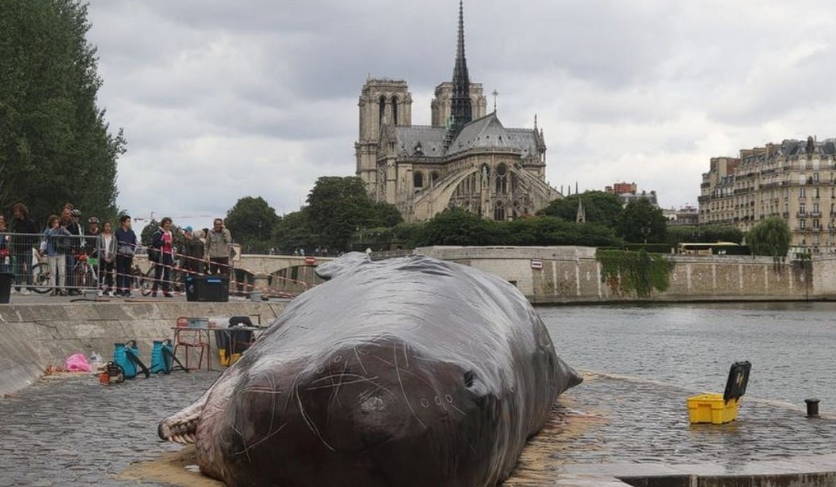 Cachalot échoué face à Notre-Dame