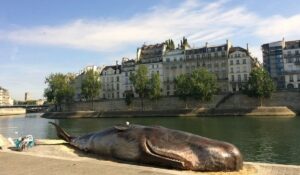 Cachalot échoué sur la Seine par le collectif Captain Boomer