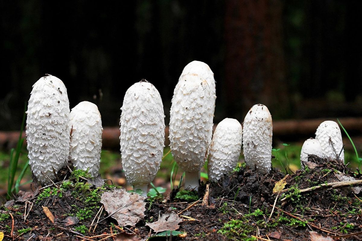 Coprin chevelu © Terre & Nature - Lille Zigzag
