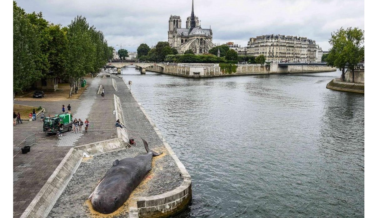 Panorama sur le faux Cachalot signé Captain Boomer