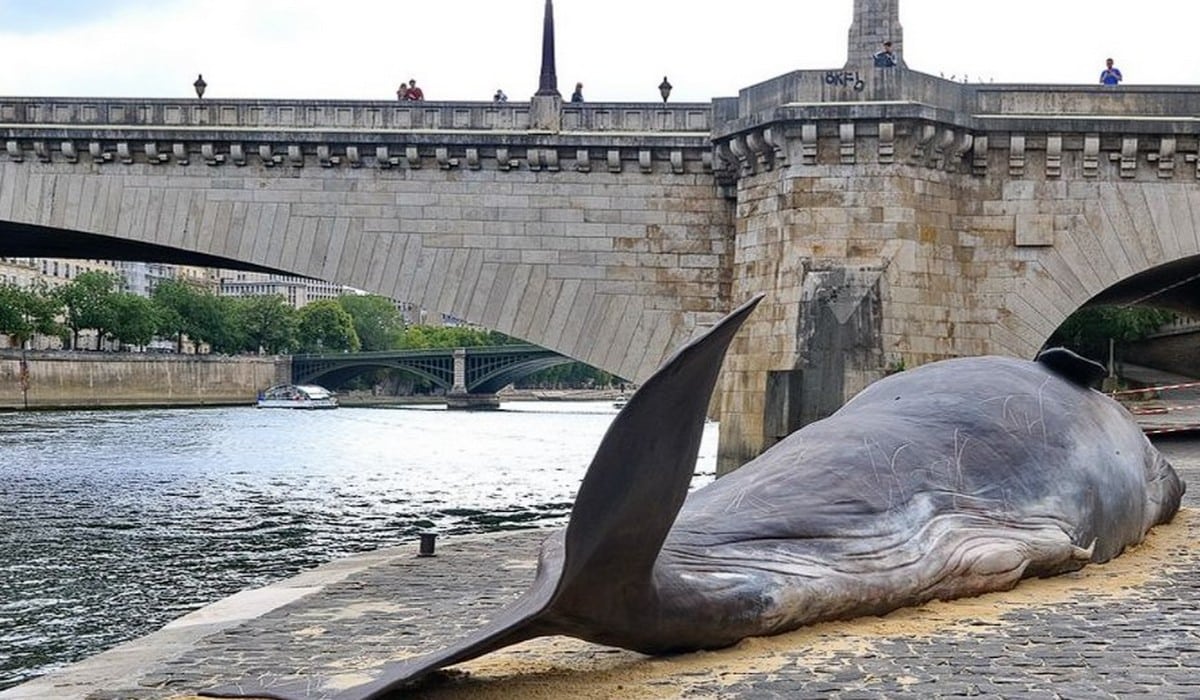 Le cachalot échoué au coeur de Paris dans le 5e