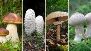 Quels sont les champignons du Nord, comment les reconnaître ? - Lille Zigzag