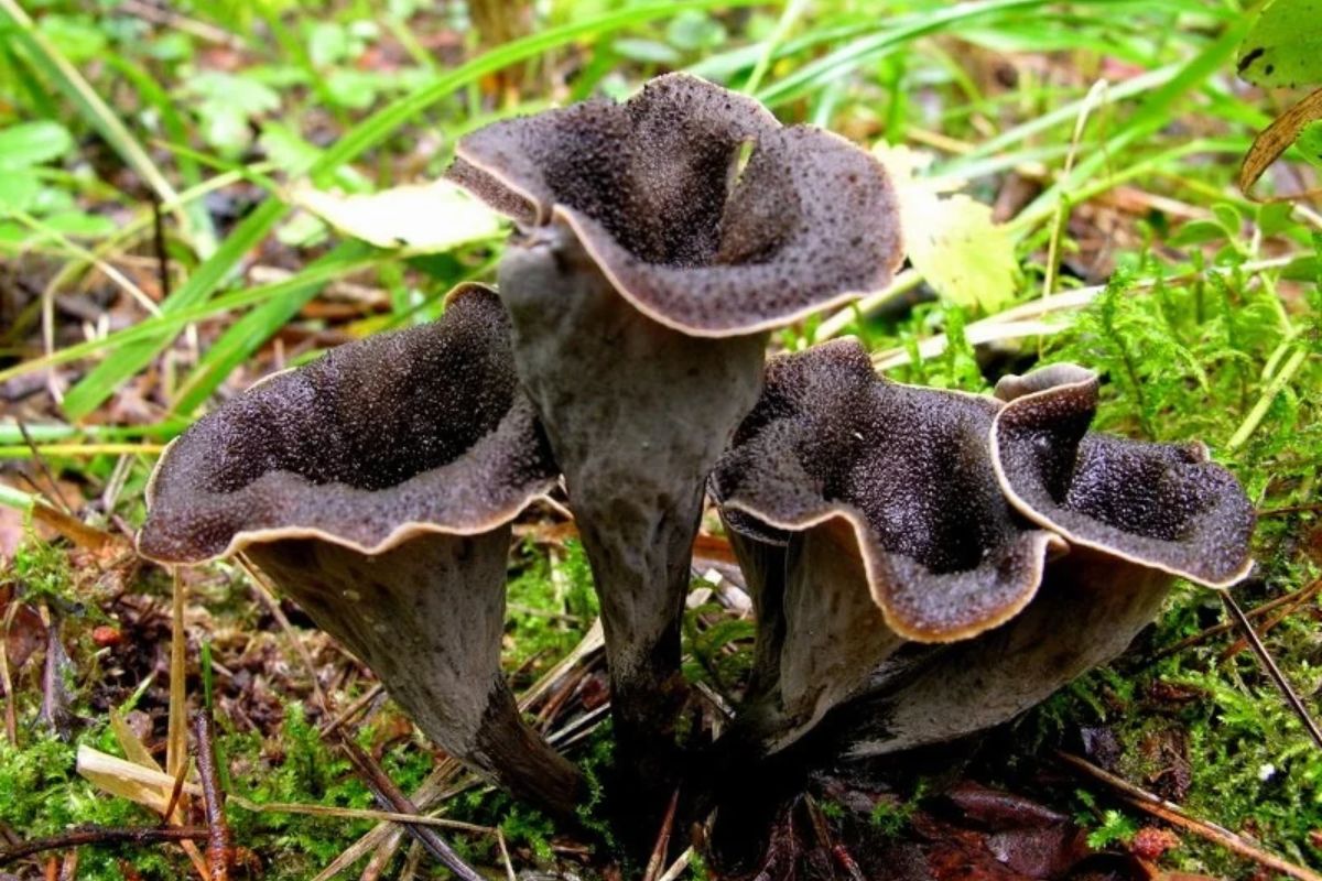 Trompette de la mort © Gastronomiac - Lille Zigzag