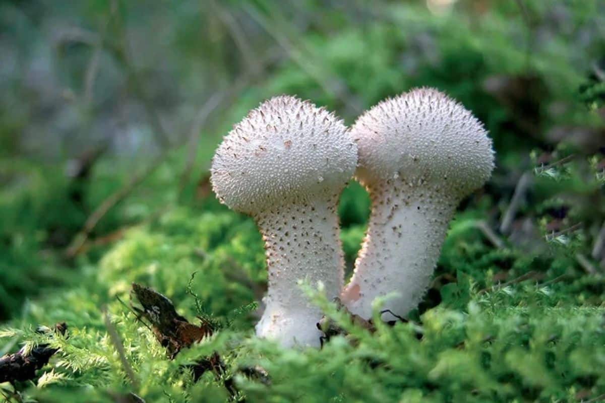 Vesse-de-loup perlée © Plantes & Santé - Lille Zigzag